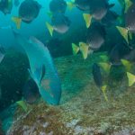 Nghiên cứu của Galapagos nhấn mạnh tầm quan trọng của đa dạng sinh học trước biến đổi khí hậu