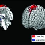 Nghiên cứu nhấn mạnh những thay đổi trong cấu trúc và chức năng của não trong các nhiệm vụ không gian dài