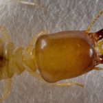 Phân tích mới đã phát sinh những hiểu biết khiến chúng ta suy nghĩ lại về sự tiến hóa của loài mối