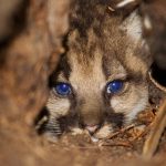 Toàn bộ trình tự bộ gen có thể giúp cứu puma khỏi giao phối cận huyết