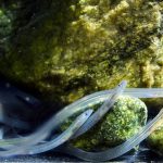 Các nhà nghiên cứu tìm thấy bằng chứng đầu tiên về một con cá có khả năng hình thành và giữ lại bộ nhớ từ tính của dòng nước