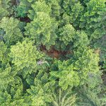 Đa dạng sinh học của côn trùng đã được mô hình hóa từ dữ liệu vệ tinh không gian