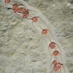 Động vật chân đốt hình thành các trật tự 480 triệu năm trước