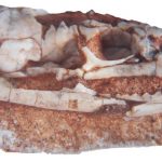 Hóa thạch của rắn cổ đại 100 triệu năm tuổi cung cấp cái nhìn sâu sắc quan trọng về cách mà những cái đầu của loài rắn hiện đại phát triển