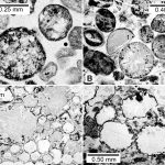 Các tác động ngoài mặt đất có thể đã gây ra ‘vụ nổ’ kiến ​​tạo mảng