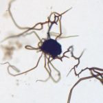 Giải quyết bí ẩn hóa thạch có thể hỗ trợ tìm kiếm sự sống cổ xưa trên Sao Hỏa