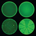 Trí tuệ nhân tạo mang lại kháng sinh mới