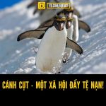 Cánh cụt – Một xã hội đầy tệ nạn!