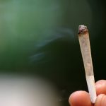 Sử dụng cần sa hàng ngày làm giảm tỷ lệ sử dụng opioid bất hợp pháp ở những người bị đau mãn tính