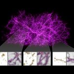 Các nhà thiên văn học sử dụng nấm mốc để lập bản đồ các cấu trúc lớn nhất của vũ trụ