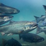 Phát hiện động vật thở mà không cần oxy độc đáo