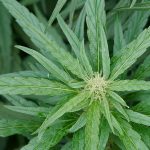 Cần sa giúp chống lại vi khuẩn kháng thuốc