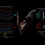 Bộ não điều khiển giọng nói như thế nào?
