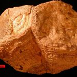 Các vỏ cổ xưa cho thấy 70 triệu năm trước ngày ngắn hơn nửa giờ