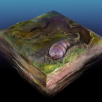 Tổ tiên của tất cả các loài động vật được xác định trong hóa thạch Úc