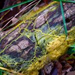 Các nhà thiên văn học sử dụng mô hình khuôn chất nhờn để tiết lộ các chủ đề tối của lưới vũ trụ