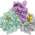 Dữ liệu coronavirus SARS-CoV2: BESSY II đẩy nhanh quá trình phát triển thuốc