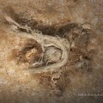 Bằng chứng 40.000 năm tuổi cho thấy chuỗi wove của người Neanderthal