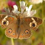 Sự phát triển của màu sắc: Làm thế nào cánh bướm có thể thay đổi màu sắc?