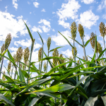 Làm nhiên liệu sinh học rẻ hơn bằng cách đưa cây vào làm việc