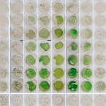 Căn chỉnh đồng hồ sinh học với chu kỳ ngày đêm