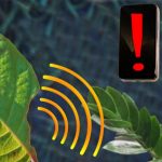 Nanosensor có thể cảnh báo điện thoại thông minh khi cây bị hư hại