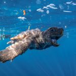 Các nhà khoa học phát triển cách mới để xác định giới tính của rùa biển