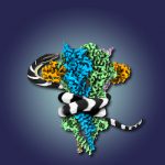 Các nhà nghiên cứu sử dụng nọc rắn để giải quyết cấu trúc protein liên quan đến sự co cơ