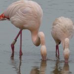 Chim hồng hạc hình thành tình bạn vững chắc