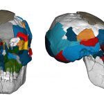 Dấu ấn não ba triệu năm tuổi cho thấy trẻ sơ sinh loài Australopithecus Afarensis có thể đã phụ thuộc lâu dài vào người chăm sóc