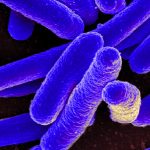 Protein duy nhất hoạt động như một bơm proton kích hoạt ánh sáng thu nhỏ