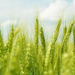 Gieo cây trồng trong mô hình không gian thống nhất tạo ra năng suất cao hơn và giảm tác động môi trường