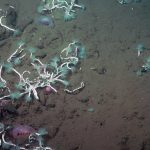 Giun dưới biển sâu và vi khuẩn hợp tác để thu hoạch khí mê-tan