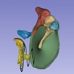 Bí mật bên trong của tai được tiết lộ với công nghệ mới