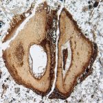 Gia đình cây gỗ gụ bắt nguồn từ những con khủng long cuối cùng