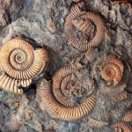 Các nhà nghiên cứu thách thức tính chính xác của các phương pháp phân tích cây sự sống