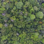 Cây nhiệt đới sống lâu năm đóng vai trò lớn trong việc lưu trữ carbon