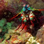 Làm thế nào để tôm tít (mantis shrimp) tìm đường về nhà?