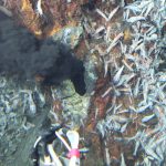 Bí mật bộ gen của ốc chân có vảy từ lỗ thông thủy nhiệt