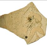 Các nhà khảo cổ học trong công cuộc giải mã bí ẩn trứng đà điểu 5.000 năm tuổi