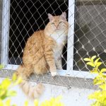 Khảo sát câu hỏi xác định các vấn đề liên quan đến phân tách tiềm năng ở mèo