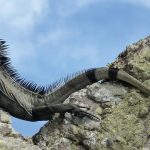 Một loài kỳ nhông đen đặc hữu mới ở Caribbea được đề xuất bảo tồn khẩn cấp