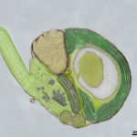 Các sinh vật biển nhỏ bé là chìa khóa cho chu kỳ toàn cầu