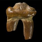 Hoá thạch từ răng: Hải cẩu không tai tồn tại ở Úc cổ đại