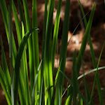 Cơ chế cảm biến nhiệt độ mới ở thực vật