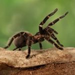 Nọc độc của nhện có thể giúp giảm đau mà không để lại tác dụng phụ
