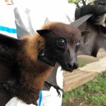 Các nhà khoa học phát hiện ra 6 loại coronavirus mới ở dơi