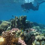 Biến đổi khí hậu ảnh hưởng đến kích cỡ cá và lưới thức ăn phức tạp