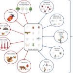 Cảnh báo của các nhà khoa học đối với loài người về sự tuyệt chủng của côn trùng