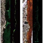 Khám phá sự sống trong đá rắn dưới đáy biển có thể truyền cảm hứng cho cuộc tìm kiếm mới về sự sống trên Sao Hỏa